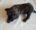 Small Photo #3 Mastiff Puppy For Sale in FULTON, NY, USA