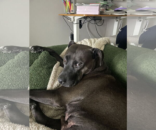 Medium Photo #7 Labrador Retriever-Unknown Mix Puppy For Sale in Holly Springs, NC, USA