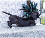 Small #3 Great Dane