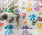 Bandit - Male Papitese Puppy for Sale - Photo #10