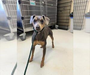 Miniature Pinscher-Unknown Mix Dogs for adoption in Santa Cruz, CA, USA
