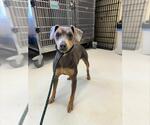 Small Miniature Pinscher Mix