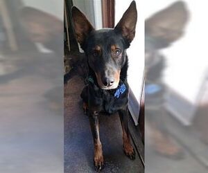 Nobel - Male Australian Kelpie-Unknown Mix Dog for Adoption - Photo #4