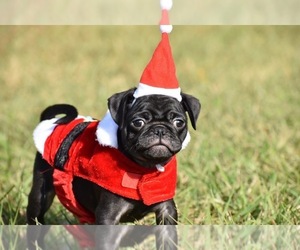 Pug Puppy for sale in PALM COAST, FL, USA