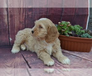 Medium Cocker Spaniel-Poodle (Miniature) Mix