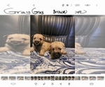 Small Photo #3 Cairn Terrier Puppy For Sale in DAYTONA BEACH, FL, USA