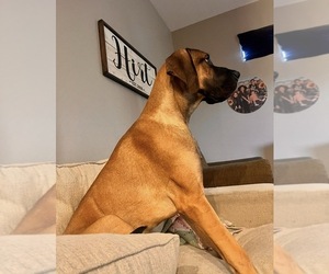 Father of the Great Dane puppies born on 06/27/2026