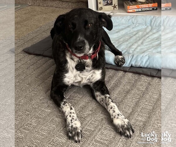 Medium Photo #4 Pointer-Unknown Mix Puppy For Sale in Washington, DC, USA