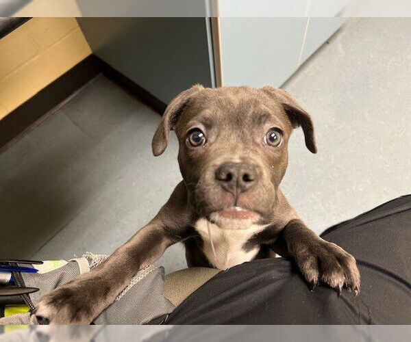 Medium Photo #1 Mutt Puppy For Sale in Denver, CO, USA