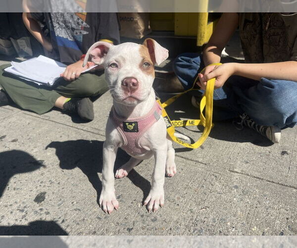 Medium Photo #13 American Pit Bull Terrier-Chihuahua Mix Puppy For Sale in New York, NY, USA