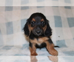 Small #5 Dachshund