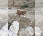 Small Photo #80 Rhodesian Ridgeback Puppy For Sale in MORONGO VALLEY, CA, USA