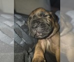Small #24 Cane Corso