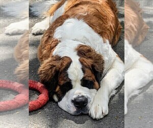 Mother of the Cane Corso-Saint Bernard Mix puppies born on 06/14/2026