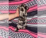 Small #2 French Bulldog