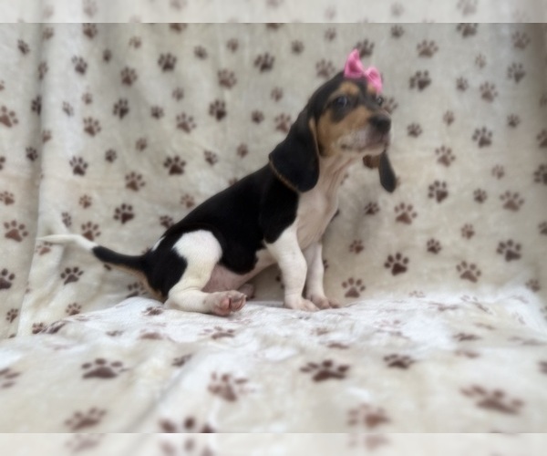 Medium Photo #7 Beagle Puppy For Sale in LAKELAND, FL, USA