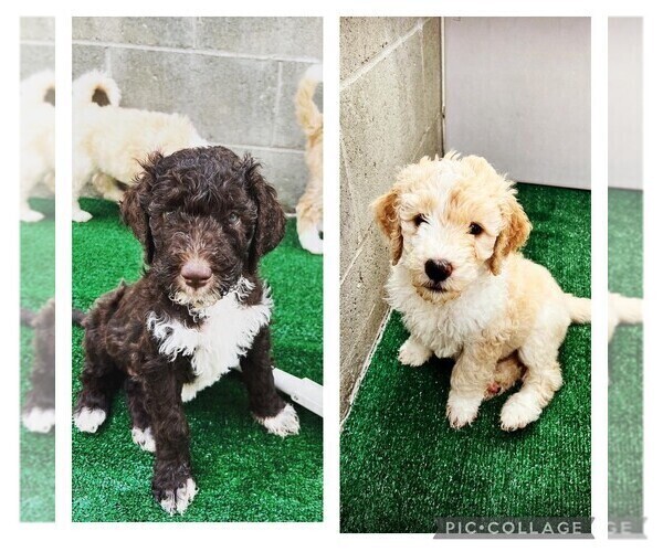 Medium Photo #2 Goldendoodle Puppy For Sale in LONG BEACH, CA, USA