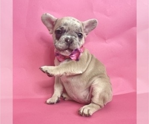 French Bulldog Puppy for Sale in NORTH HOLLYWOOD, California USA