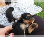 Small Photo #9 Cavalier King Charles Spaniel Puppy For Sale in CARLISLE, KY, USA