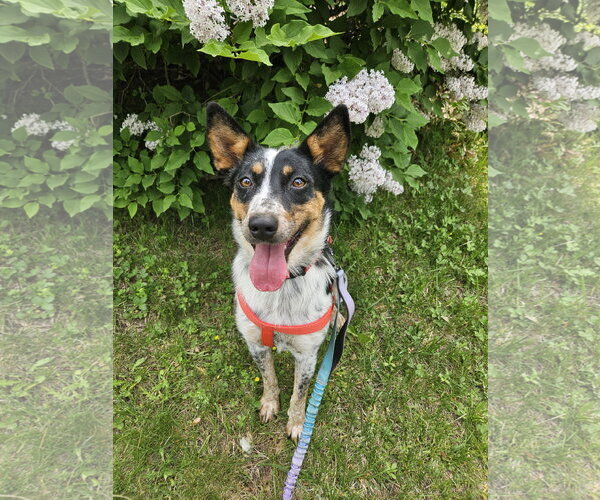 Medium Photo #1 Mutt Puppy For Sale in Garden City, NY, USA