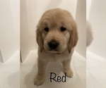 Small Photo #15 Golden Retriever Puppy For Sale in CORONA, CA, USA