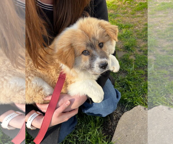 Medium Photo #3 Chow Chow-Unknown Mix Puppy For Sale in Grafton, WI, USA