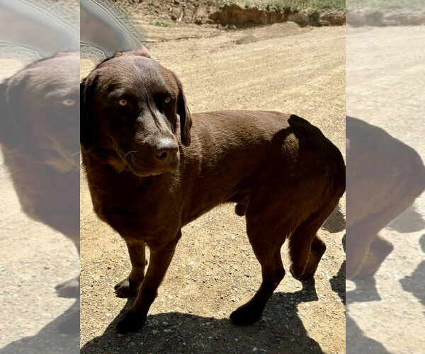 Medium Photo #5 Labrador Retriever-Unknown Mix Puppy For Sale in San Diego, CA, USA