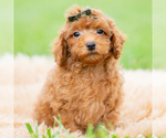Small #4 Poodle (Miniature)