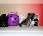 Small #10 Chihuahua