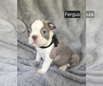 Small #1 Boston Terrier