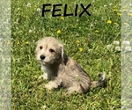 Small #1 Schnoodle (Miniature)
