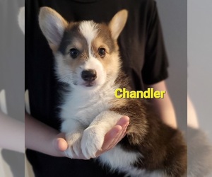 Medium Pembroke Welsh Corgi