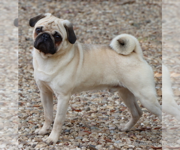 Medium Photo #1 Pug Puppy For Sale in WINNSBORO, TX, USA