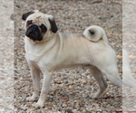 Small Photo #1 Pug Puppy For Sale in WINNSBORO, TX, USA
