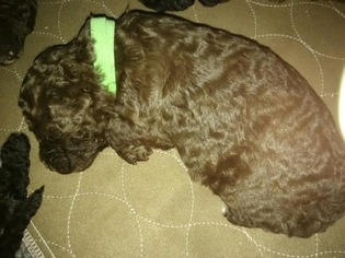 Poodle (Standard) Puppy for sale in RED CREEK, NY, USA