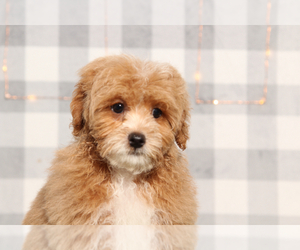 ShihPoo Puppy for sale in MARIETTA, GA, USA