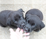 Small Photo #12 Borador Puppy For Sale in SPRINGDALE, AR, USA