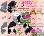 Small Photo #6 Bernedoodle Puppy For Sale in WEST BRANCH, MI, USA