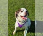 Small #1 Beagle-Colonial Cocker Spaniel Mix