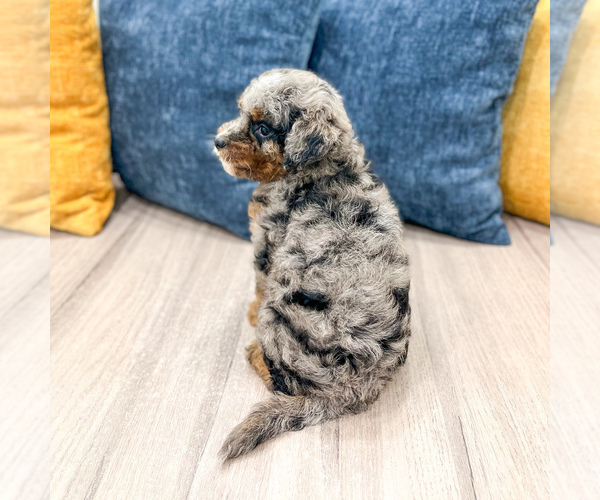 Medium Photo #4 Cavapoo (Miniature) Puppy For Sale in MILLERSBURG, OH, USA