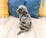 Small #3 Cavapoo (Miniature)