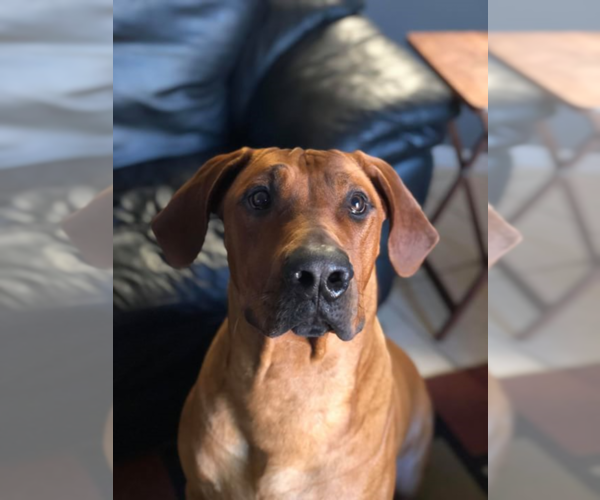 View Ad Rhodesian Ridgeback Puppy for Sale near Florida, FORT MYERS