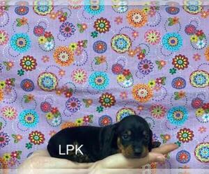 Dachshund Puppy for sale in WINNSBORO, LA, USA
