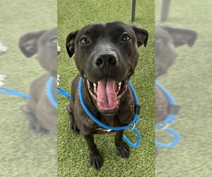 Labrador Retriever-Unknown Mix Dogs for adoption in Newton, NC, USA