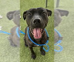 SHURI - Female Labrador Retriever-Unknown Mix Dog for Adoption - Small photo