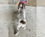 Small #3 German Shorthaired Pointer