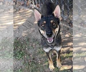 ARI - Female German Shepherd Dog-Unknown Mix Dog for Adoption - Photo #2