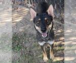 Small Photo #2 German Shepherd Dog-Unknown Mix Puppy For Sale in Riverside, CA, USA