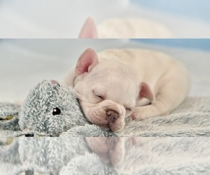 French Bulldog Puppy for Sale in RIDGELAND, South Carolina USA