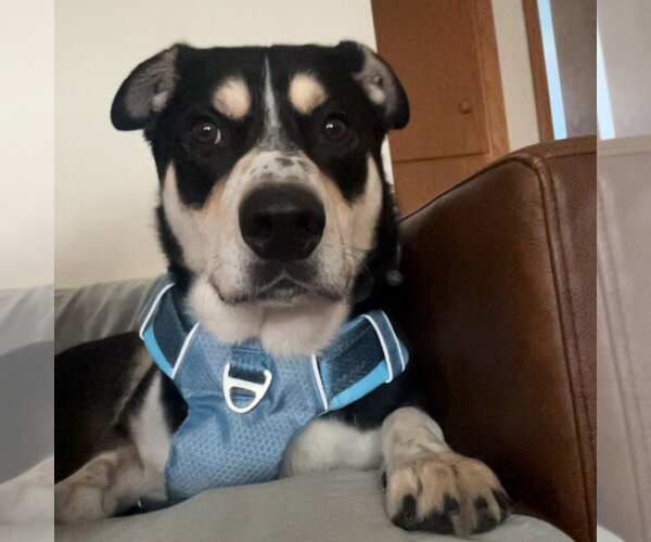 Medium Photo #3 Mutt Puppy For Sale in Fargo, ND, USA